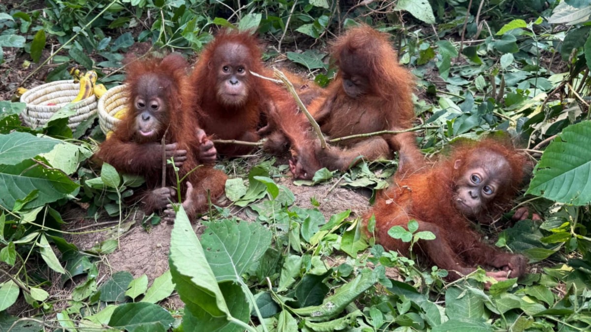 How Music Therapy Is Helping 5 Baby Orangutans Deal With Stress After Being Illegally Smuggled To India | Health and Fitness News