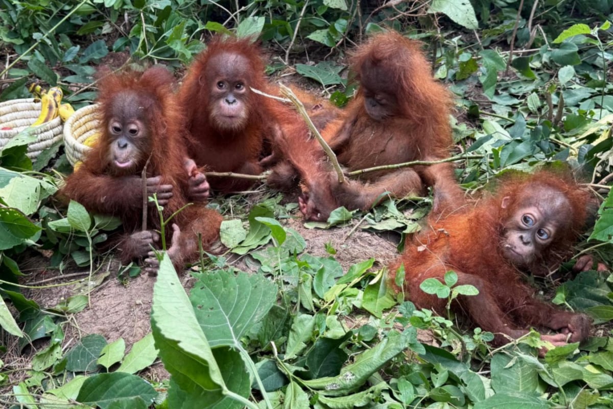 How Music Therapy Is Helping 5 Baby Orangutans Deal With Stress After Being Illegally Smuggled To India