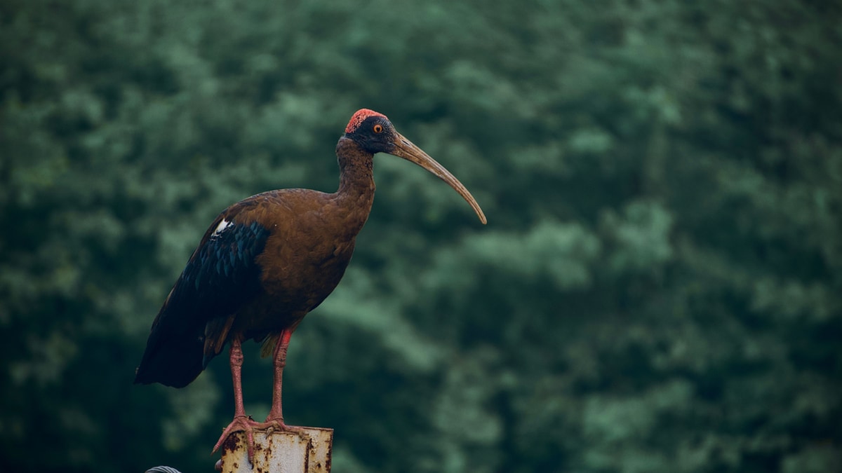 A Common Indian Bird Is Carrying Drug-Resistant Bacteria: Study Flags New Health Warning