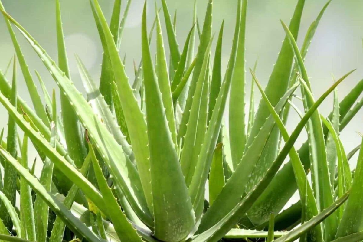 Aloe Vera Leaves Turning Yellow? 8 Easy Care Tips For Fast Growth