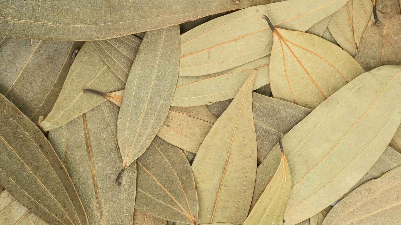 Bay leaves serve as a readily available natural pest deterrent. Placing a few leaves inside your rice storage bin releases a strong herbal scent that prevents weevils from breeding, safeguarding grains without affecting their cooking taste.