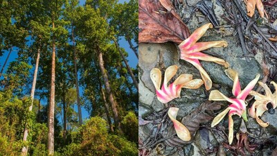 Although forests cannot prevent flooding, Assam’s tropical forests help absorb, slow, and redistribute heavy monsoon rainfall.