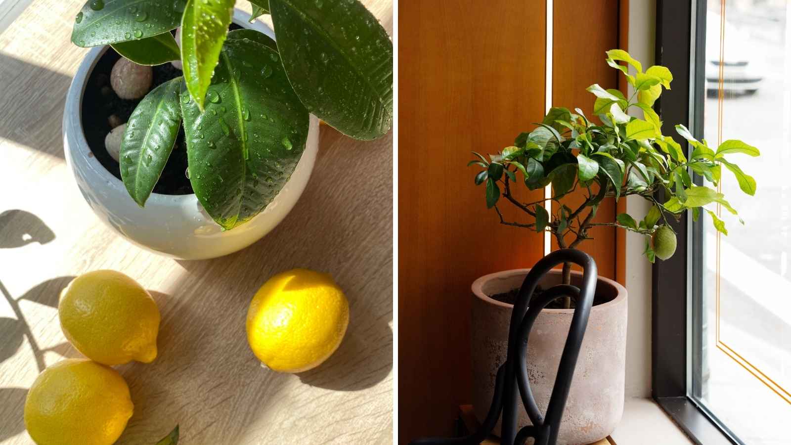 Start With the Right Lemon Plant: Buy a healthy, preferably six-month-old lemon plant from a reliable nursery. Choose a perennial variety such as Kagzi lemon and use a pot of at least 18 inches with proper drainage holes for healthy root growth. Start With the Right Lemon Plant: Buy a healthy, preferably six-month-old lemon plant from a reliable nursery. Choose a perennial variety such as Kagzi lemon and use a pot of at least 18 inches with proper drainage holes for healthy root growth.