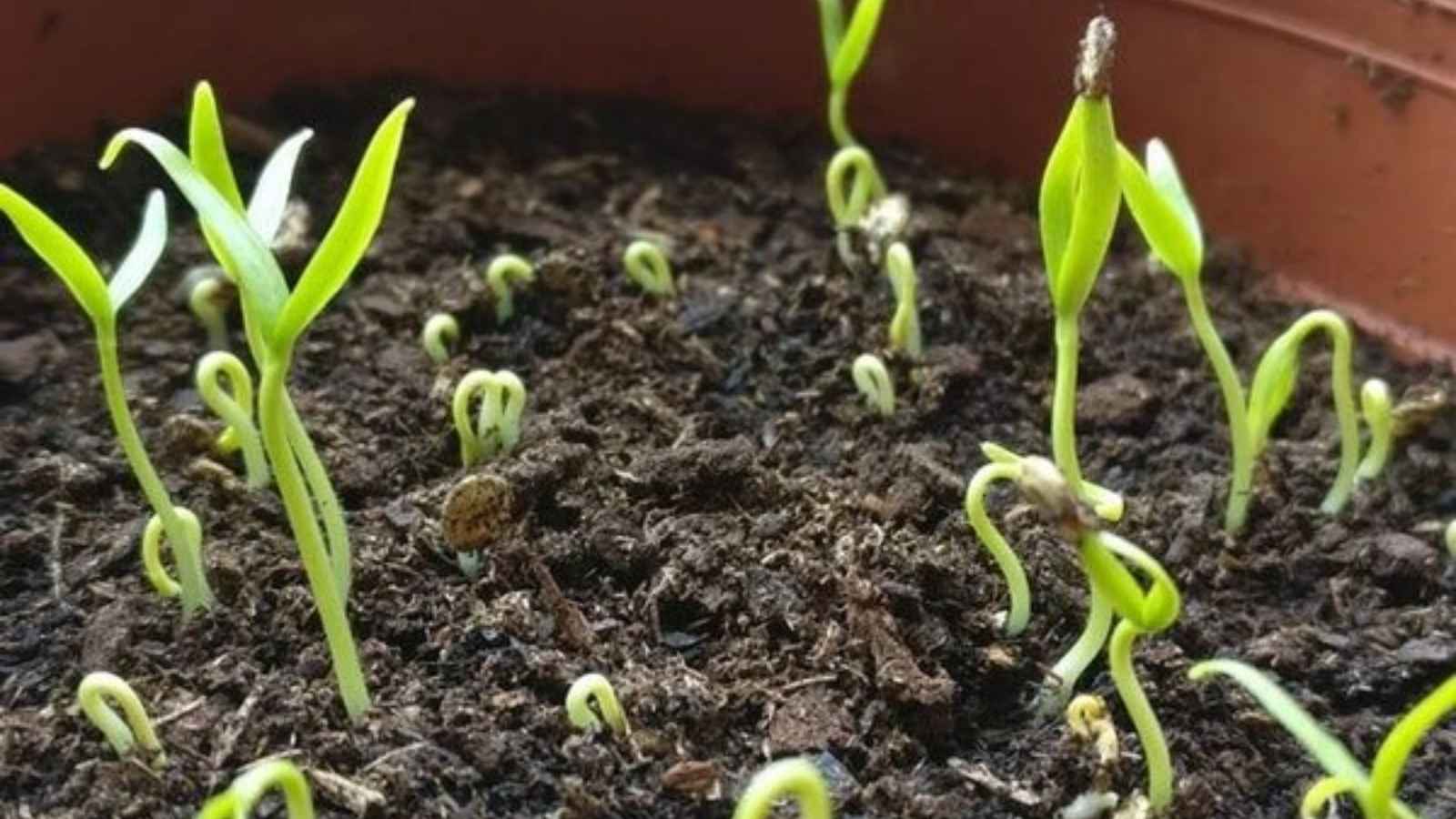 Want Fresh Green Chillies At Home? Grow Them Easily In A Pot