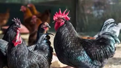 Kadaknath Poultry Farming Business: Investment, Space Needed, Profit, and Expert Guidelines (Image: File Photo/ News18 Hindi)