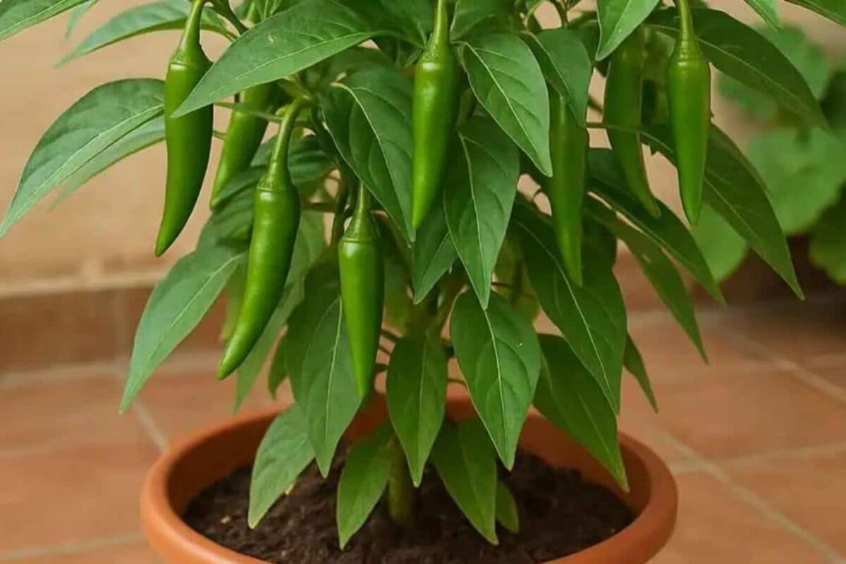 Want Fresh Green Chillies At Home? Grow Them Easily In A Pot