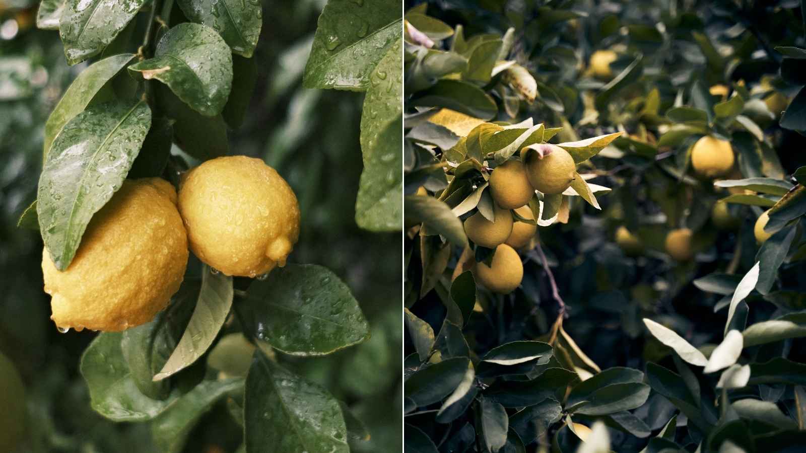 Give Extra Nutrition During Active Growth: March to September is generally an active growth period for lemon plants. Organic manure, liquid fertilisers and seaweed-based plant feeds can be used as part of a balanced feeding routine, while avoiding excessive fertilisation. Give Extra Nutrition During Active Growth: March to September is generally an active growth period for lemon plants. Organic manure, liquid fertilisers and seaweed-based plant feeds can be used as part of a balanced feeding routine, while avoiding excessive fertilisation.