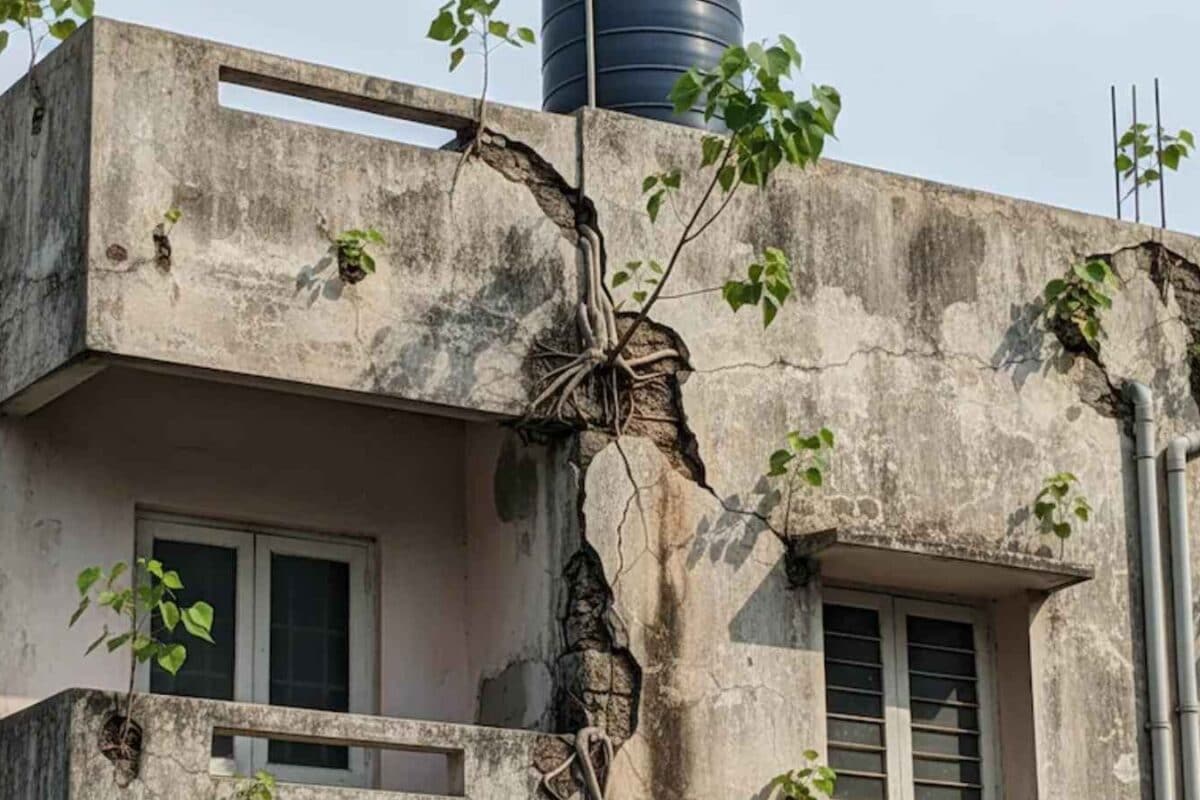 Peepal Plant At Home: Easy Ways To Remove It Without Ignoring The Roots