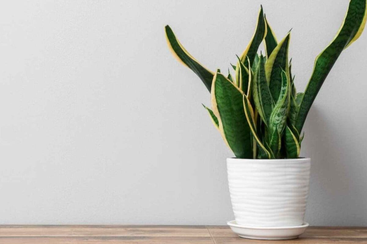 8 Low-Maintenance Air-Purifying Indoor Plants To Fight Pollution