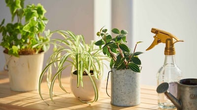 Upgrade Your Apartment Greenery with These 8 Small-Pot Indoor Plants (Image: Canva)
