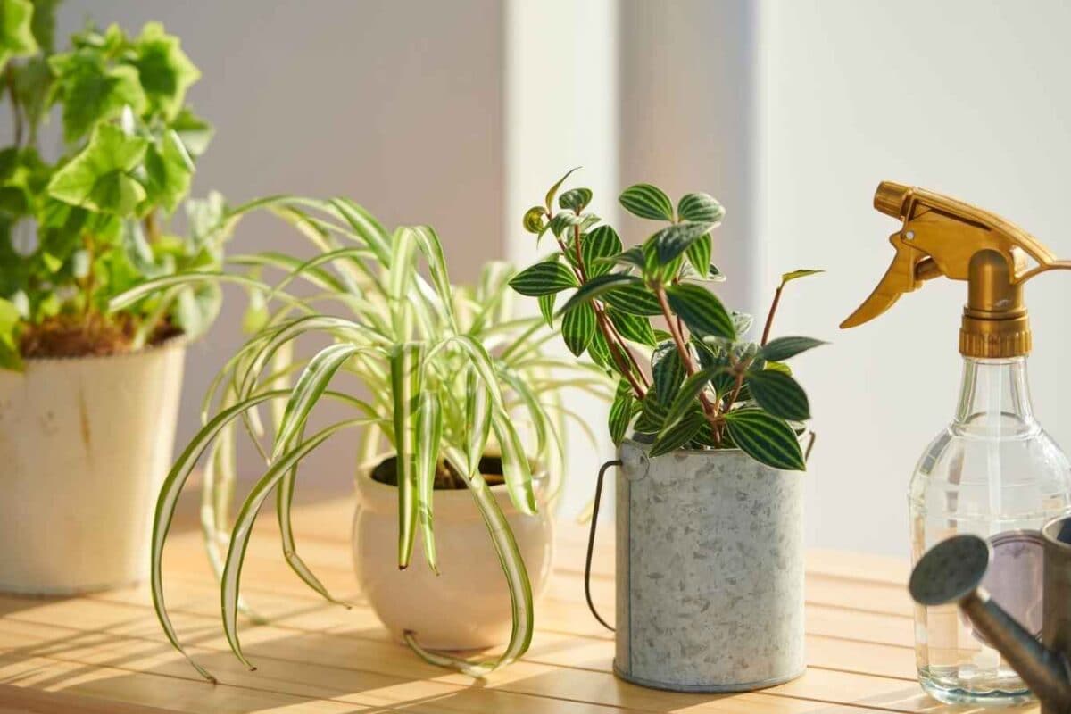 No Balcony Needed: 8 Small-Sized Plants To Brighten Up Your Desk And Windowsill