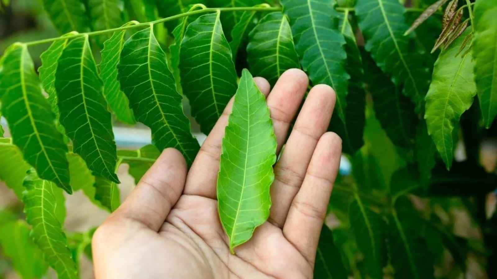 Tucking 8 to 10 thoroughly dried neem leaves into your rice container provides an effective natural barrier. Neem’s natural bitter aroma deters pests without chemicals. Ensure leaves are completely moisture-free before adding to avoid dampness. Tucking 8 to 10 thoroughly dried neem leaves into your rice container provides an effective natural barrier. Neem’s natural bitter aroma deters pests without chemicals. Ensure leaves are completely moisture-free before adding to avoid dampness.