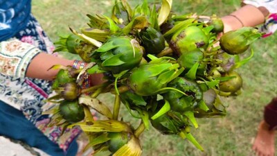 What Is Kumudini Fruit? Regional Names, Uses, and Health Benefits (Image: File Photo/ Local18 Hindi)