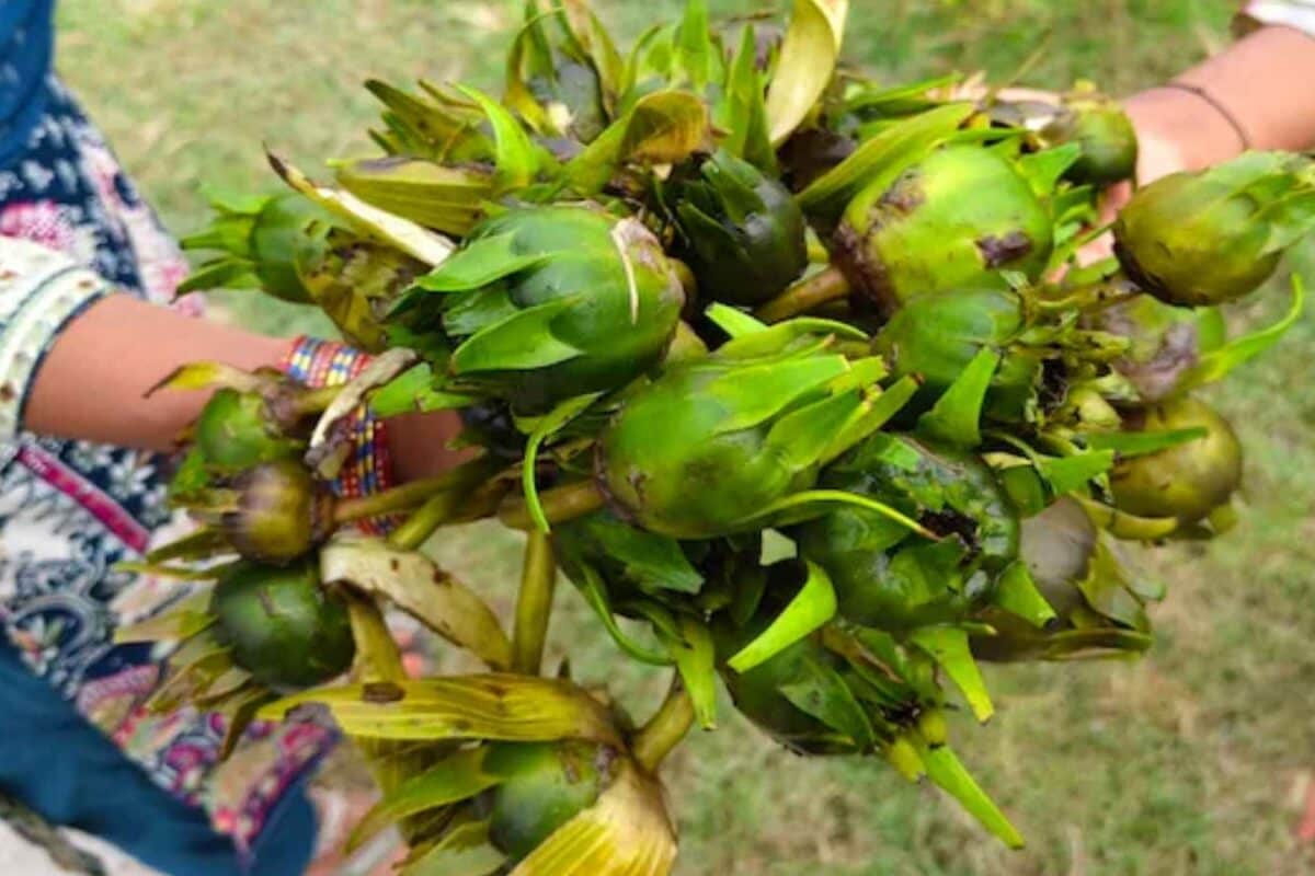 Kumudini Fruit Benefits: Why Gonda Villagers Traditionally Eat Its Seeds