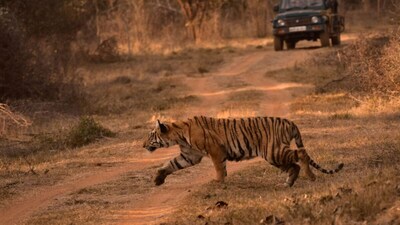 Tiger Season Is Back: 8 National Parks To Visit As Safari Gates Reopen In October