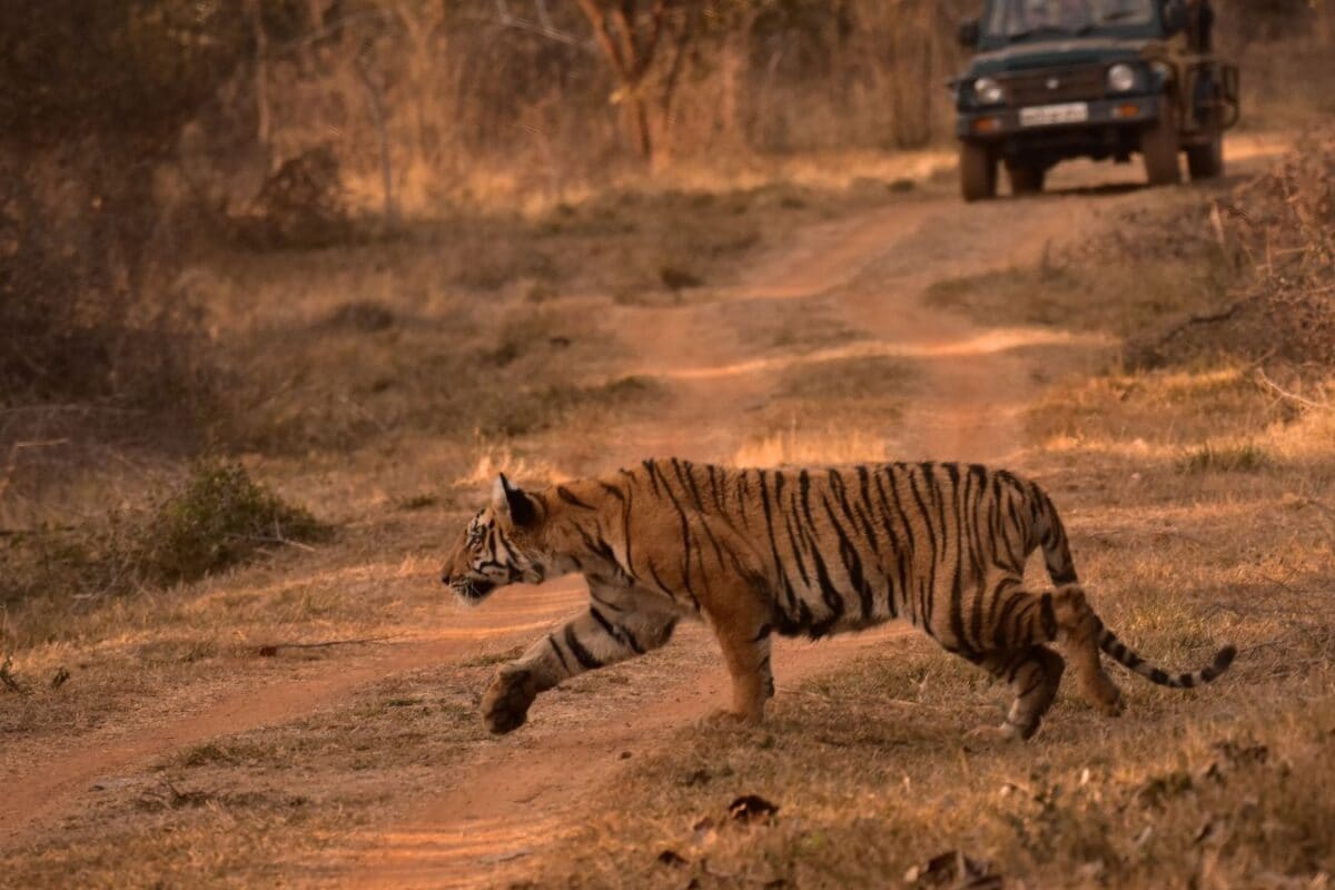 Tiger Season Is Back: 8 National Parks To Visit As Safari Gates Reopen In October