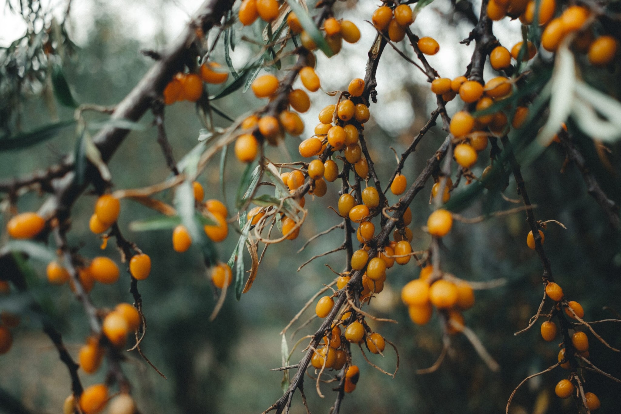 1.Sea Buckthorn: Earlier in 2026, Prime Minister Narendra Modi talked about the benfits of Sea Buckthorn during a convocation ceremony. According to him, many international medicinal research institutes have claimed that the parts of this plant can help reduce blood pressure, fever, tumours, and stones and can even treat seasonal coughs and cold. He mentioned, “As per study, this plant has sufficient vitamin C content that can fulfil the requirement of all mankind.” (Image: Pexels)