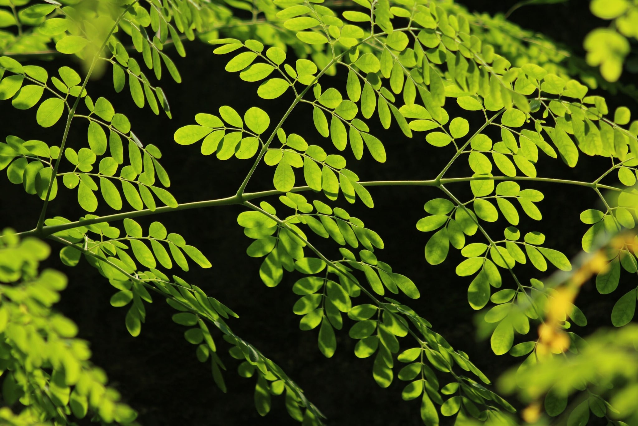 Drumstick: He has often shared his fondness for Drumstick parathas and that it makes a regular part of his diet. Rich in iron, calcium, and antioxidants, moringa leaves add a nutritious punch to parathas, creating a wholesome meal. (Image: Pexels)