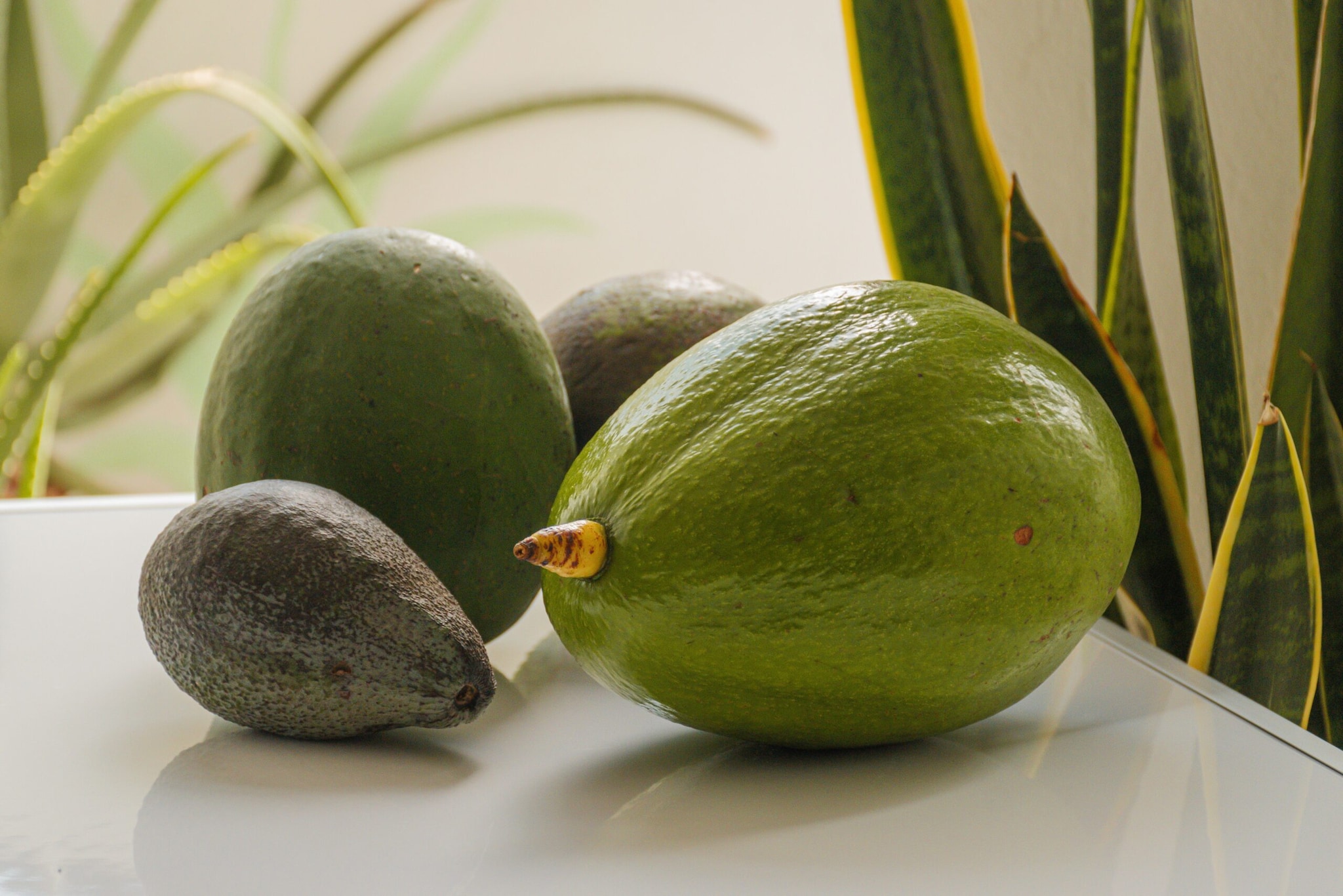 Indian Avocados: On September 2, PM Narendra Modi posted a video on Instagram with the caption, “Indian avocados are clearly getting more popular.” In the video clip, he highlighted how avocados are becoming popular nowadays. The Prime Minister highlighted that in the past, hardly anyone knew about this fruit; both its value and demand were low. However, today, it is frequently seen on dining tables and is becoming a favourite in the health and premium markets. (Image: Pexels)