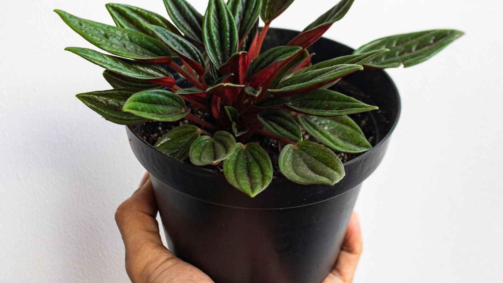 No Balcony Needed: 8 Small-Sized Plants To Brighten Up Your Desk And ...