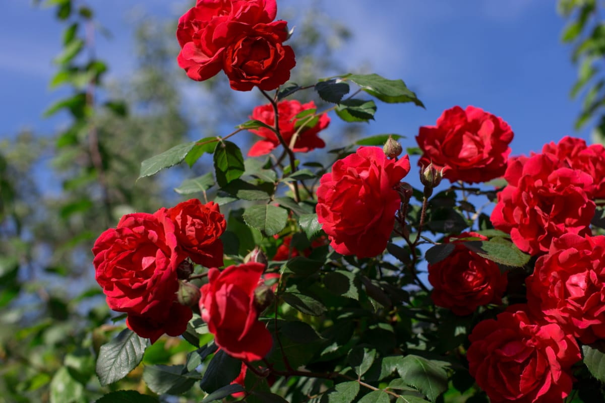 Roses Not Blooming? Fix Sunlight, Water And Fertiliser With These Simple Tips