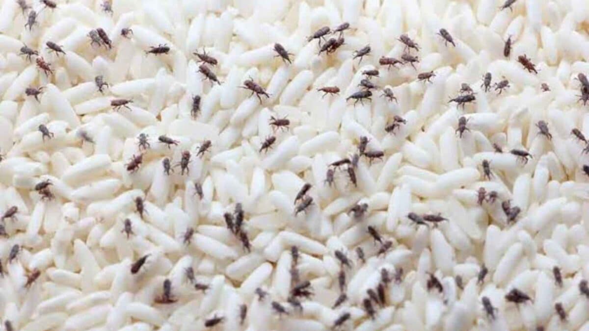 Nine Ways to Protect Stored Rice From Insects