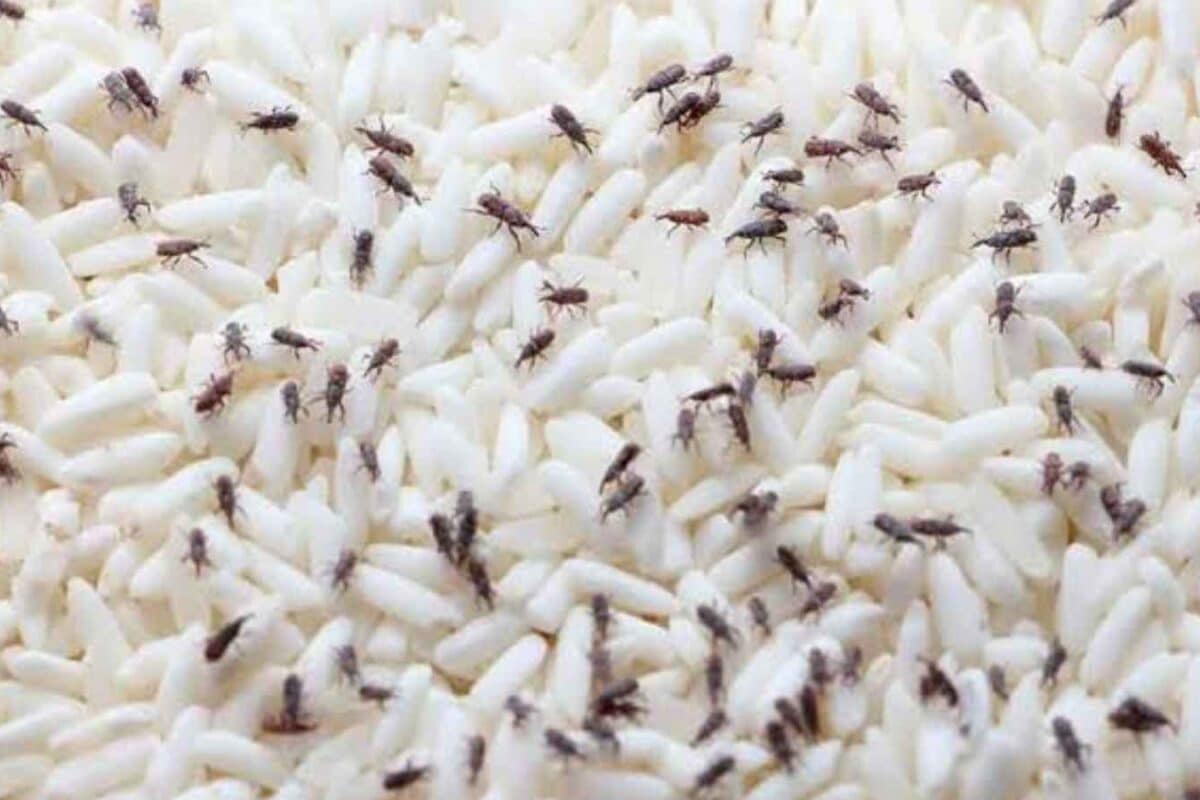 Bugs In Rice? 9 Easy Ways To Keep Stored Rice Safe From Insects