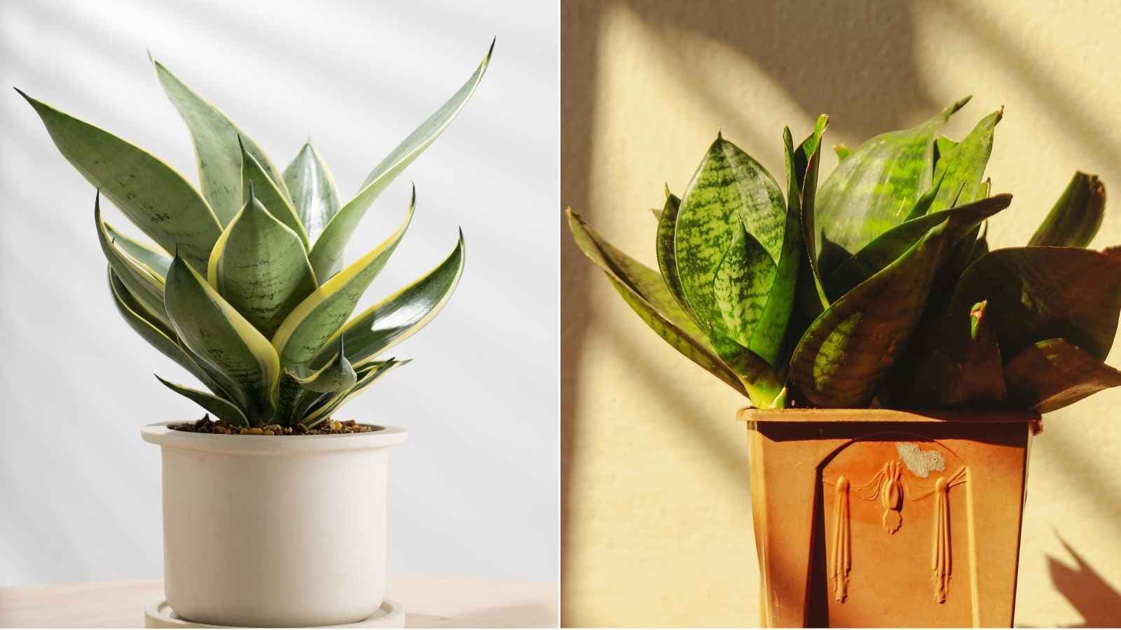 Plant Roots Shape No Balcony Needed: 8 Small-Sized Plants To Brighten Up Your Desk And ...