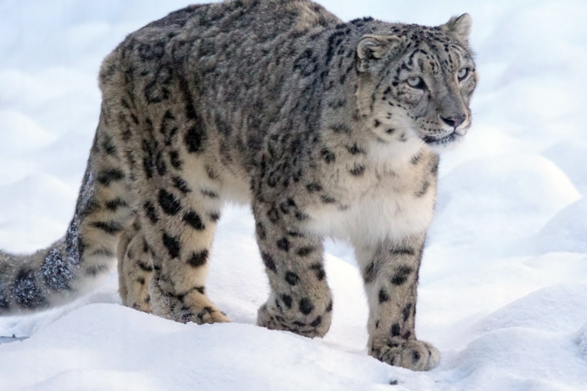 Ladakh’s Snow Leopard Tracking Ranks Fourth Globally: Best Time And Places To Visit