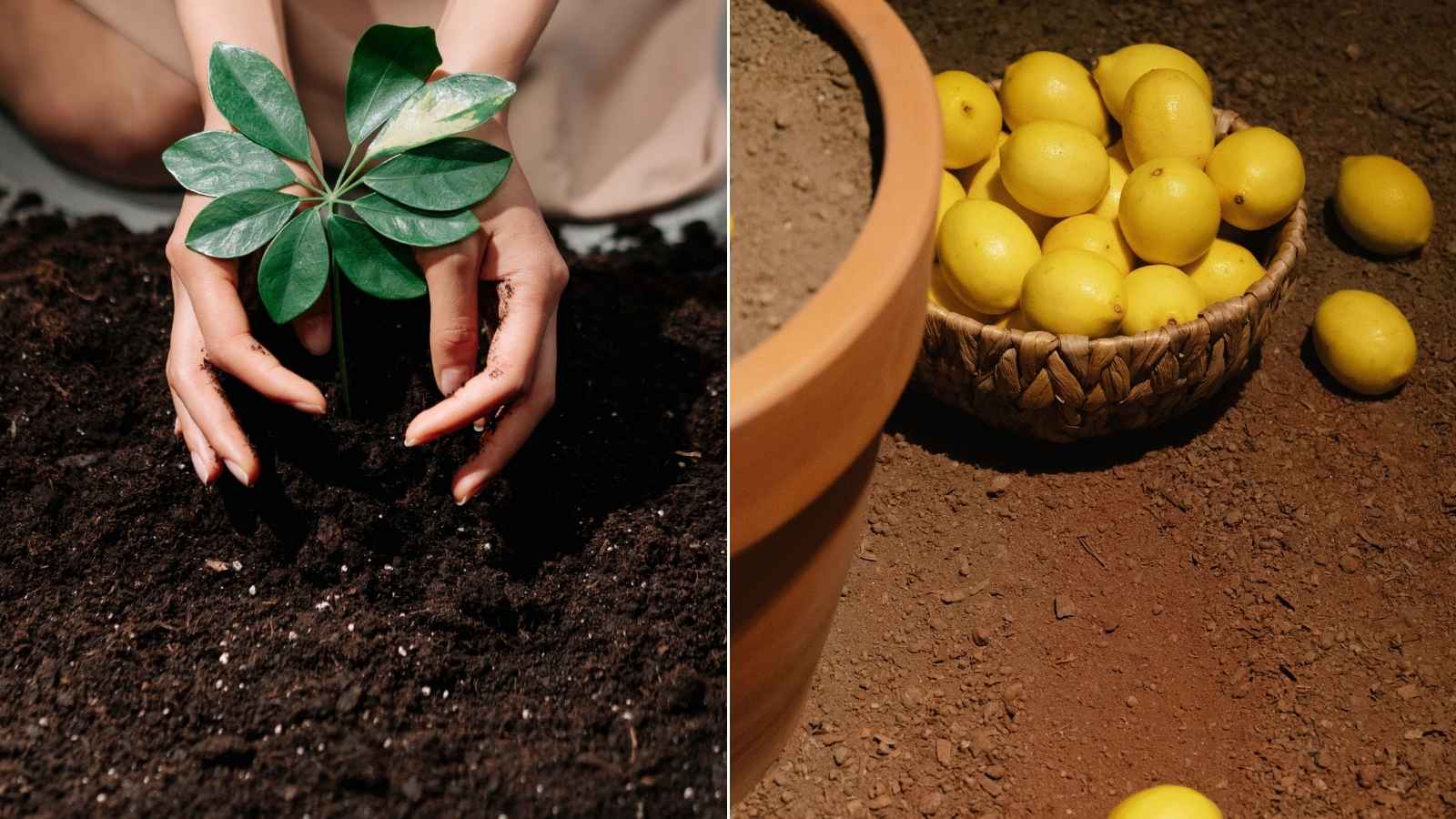 Healthy Soil Is Key to Better Fruiting: Use clean garden soil mixed with vermicompost or well-rotted manure. Neem cake can help support soil health, while calcium- and micronutrient-rich amendments may be added according to the plant’s requirements. Healthy Soil Is Key to Better Fruiting: Use clean garden soil mixed with vermicompost or well-rotted manure. Neem cake can help support soil health, while calcium- and micronutrient-rich amendments may be added according to the plant’s requirements.