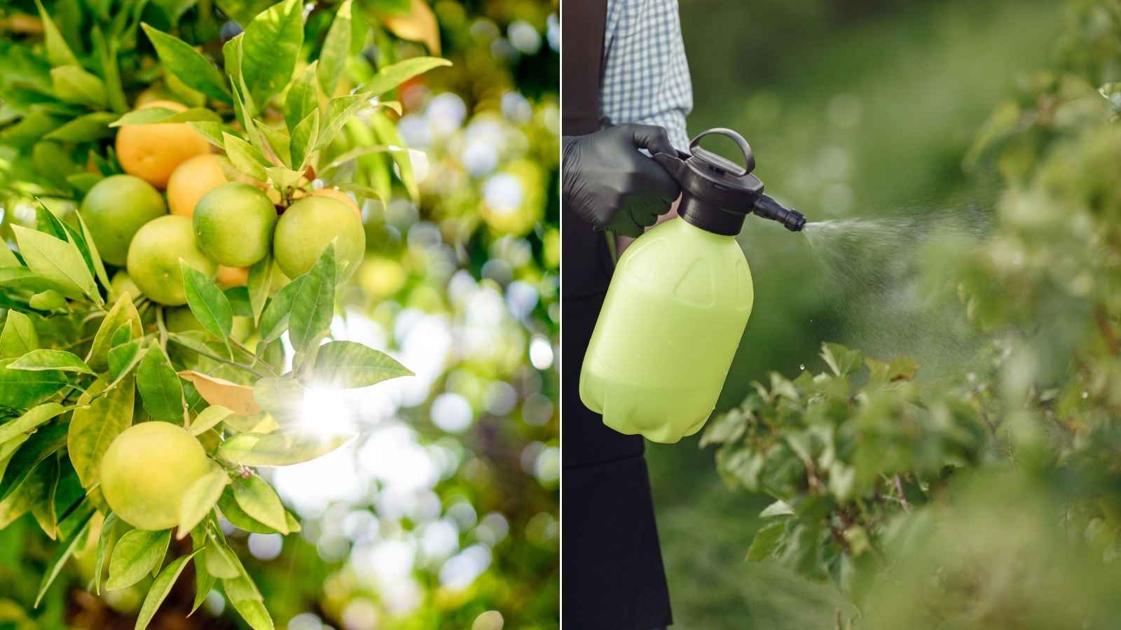 Too Much Water Can Hurt Flowering: Keep the lemon plant where it receives around 6–8 hours of sunlight daily. Avoid excessive watering, especially when flowers appear. Regularly remove damaged and old branches through pruning to encourage fresh growth and flowering. Too Much Water Can Hurt Flowering: Keep the lemon plant where it receives around 6–8 hours of sunlight daily. Avoid excessive watering, especially when flowers appear. Regularly remove damaged and old branches through pruning to encourage fresh growth and flowering.