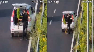 A man stopping his WagonR on a busy expressway to steal a roadside plant has left the internet baffled (Image-X/@Arjun5chaudhary)