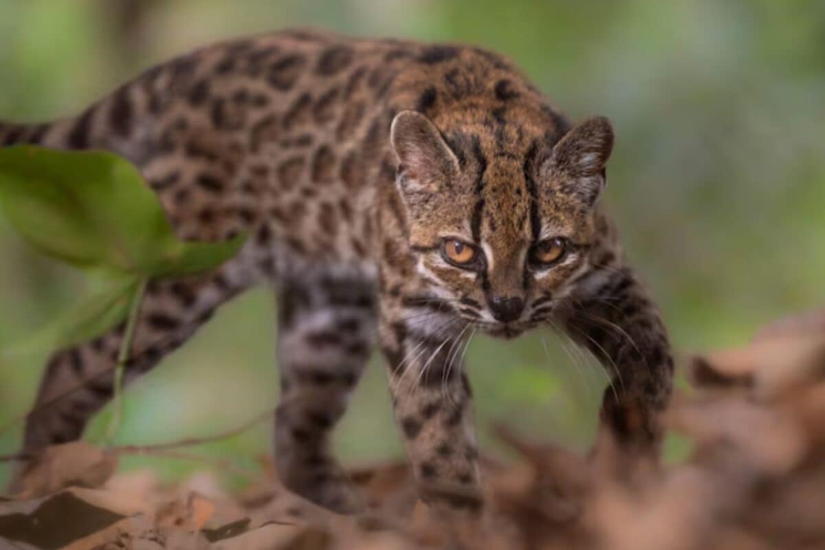 First In More Than A Century, New Cat Species Found In Bolivia’s Yungas