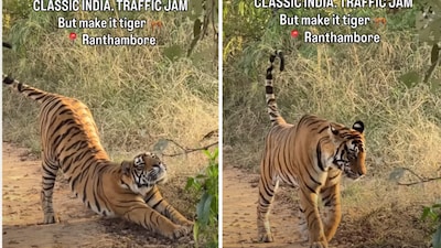 The tiger later woke up, stretched and walked into the forest. (Instagram/elen_d.ream)