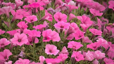 Want A Blooming Garden By January? Sow These Flowers In October