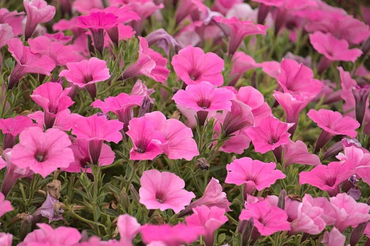Want A Blooming Garden By January? Sow These Flowers In October