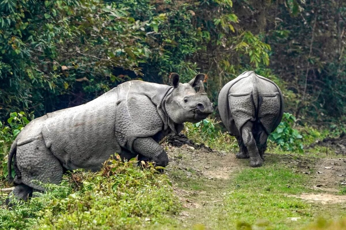 World Rhino Day 2026: India’s Latest Rhino Population, State-Wise Data
