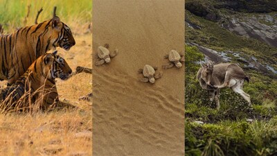 India’s wildlife destinations are often sold through the promise of a sighting: a tiger crossing a safari track, a rhino grazing in tall grass, a snow leopard disappearing into a Himalayan slope.But behind those moments are stories that are less visible to travellers. Some involve animals brought back from the brink. Others are about forests that survived proposed development, villages that changed their relationship with wildlife, or coastal communities and authorities protecting species that return to the same beaches year after year.This World Tourism Day, here are some Indian conservation stories worth knowing before the next safari, trek or wildlife holiday.