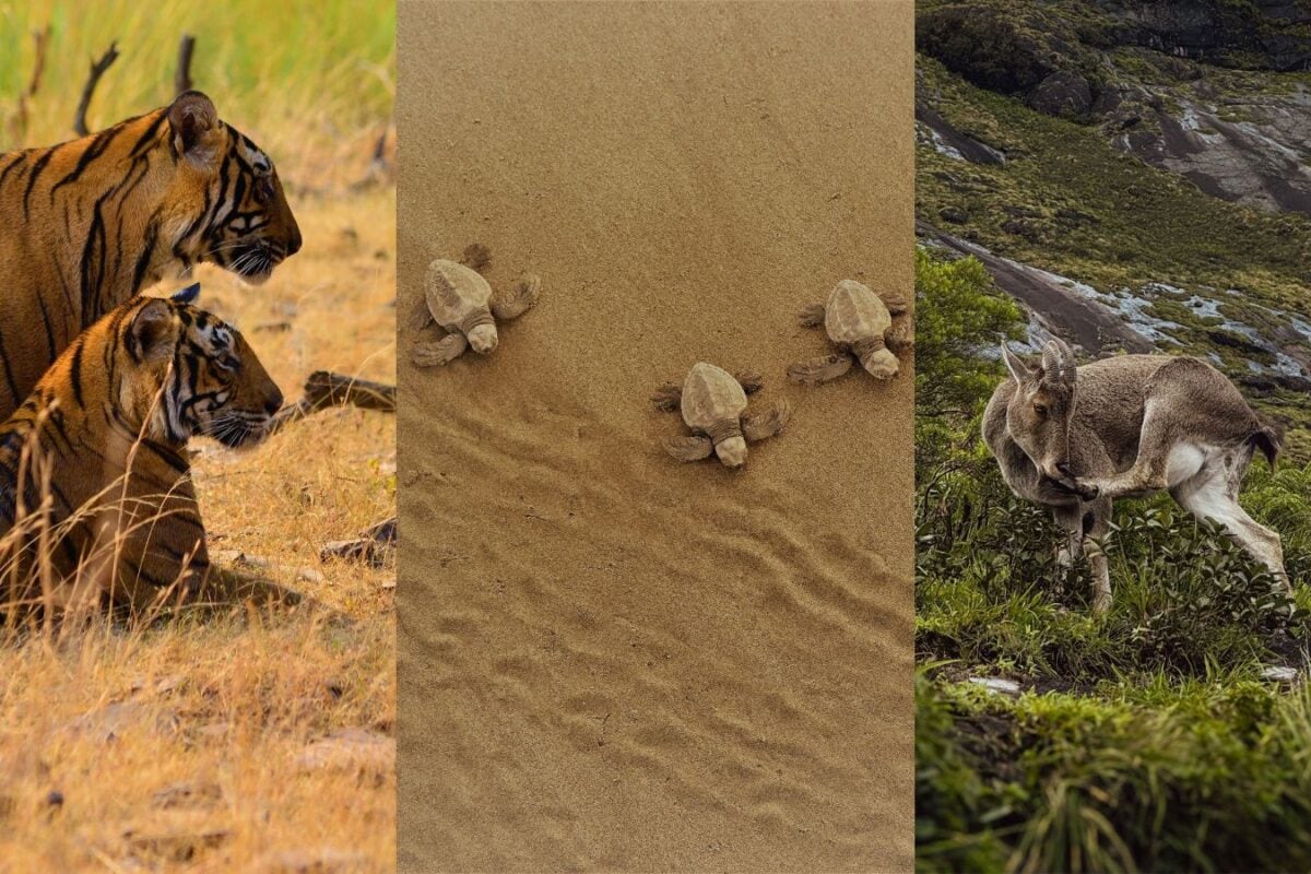 World Tourism Day: From Tigers To Turtles, Conservation Stories From India That Show What Travel Can Help Protect