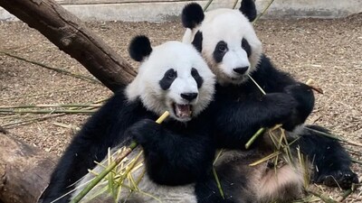 Ya Lun and Xi Lun are giant panda twins born at Zoo Atlanta on September 3, 2016, who returned to China in October 2024. (Image Courtesy: Zoo Atlanta)