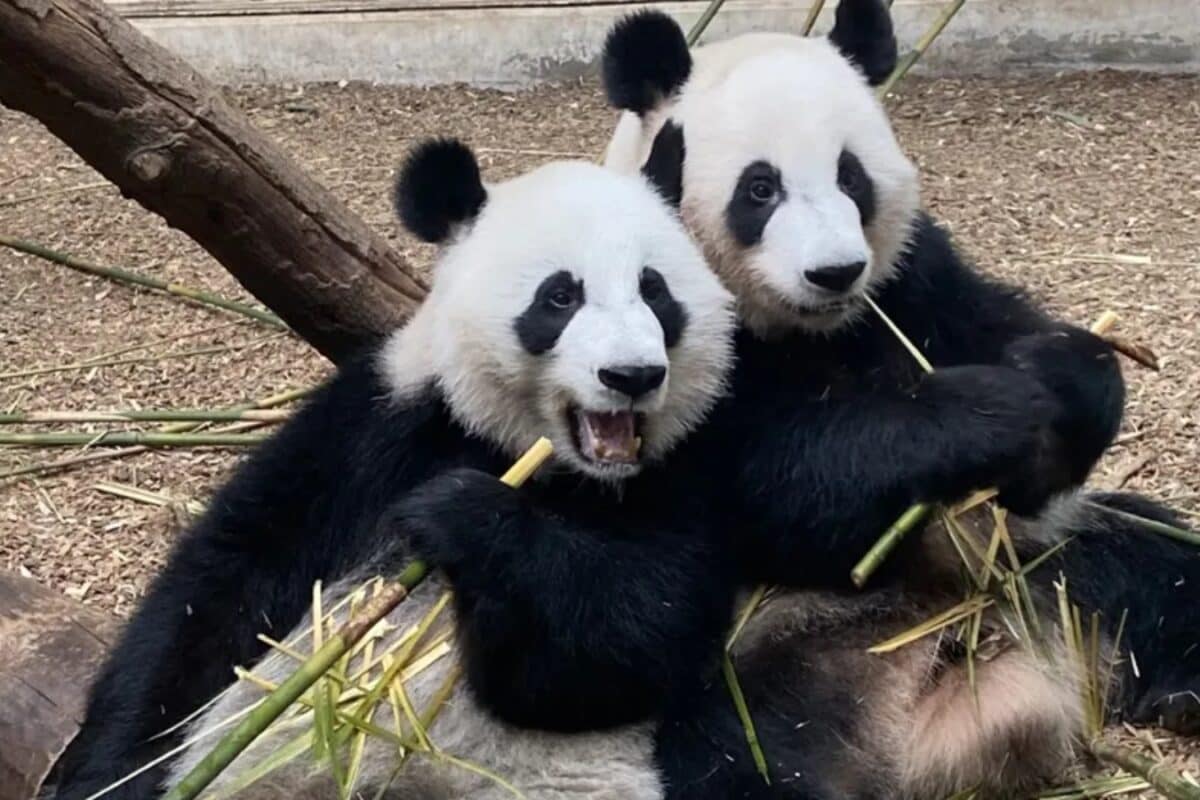 Panda Diplomacy Returns: Xi Confirms That 'Ping Ping & Fu Shuang' To Reach Atlanta Zoo Soon