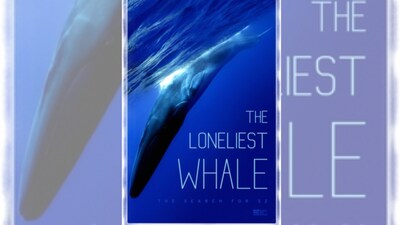 This Whale’s 52-Hertz Call Has Been Heard For Decades But Scientists Have Never Seen It
