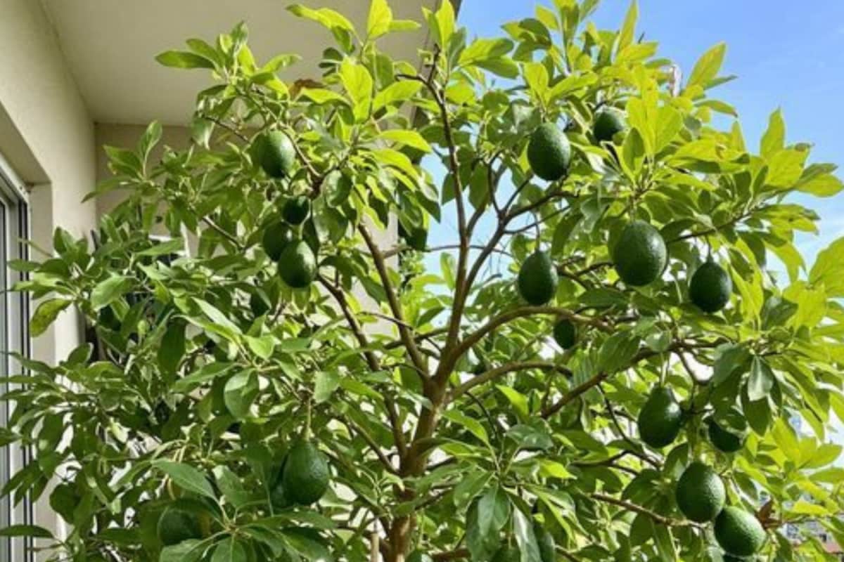 GK: Which Place Is Known As The Avocado Capital Of The World?