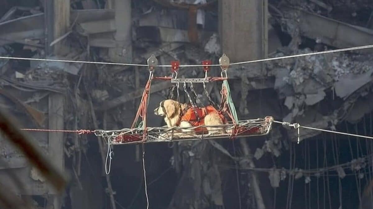9/11 Anniversary: Paw-fect Fur Buddies Who Became Heroes During A Tragedy