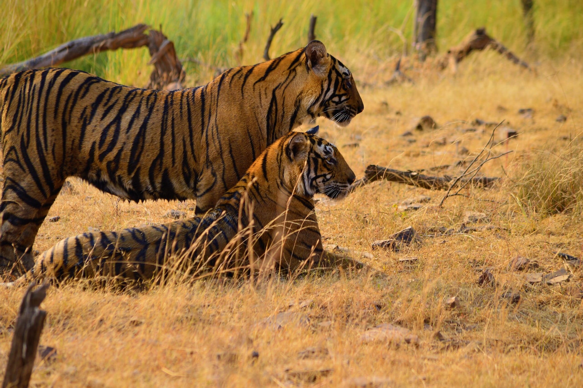 World Tourism Day: From Tigers To Turtles, Conservation Stories From ...
