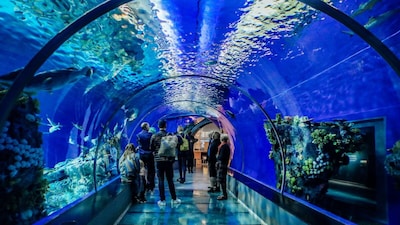 The aquarium is expected to showcase more than 60 marine species, including colourful coral fish and species found in the Indian Ocean. (Representative Image)