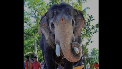 The elephant died on October 4. 