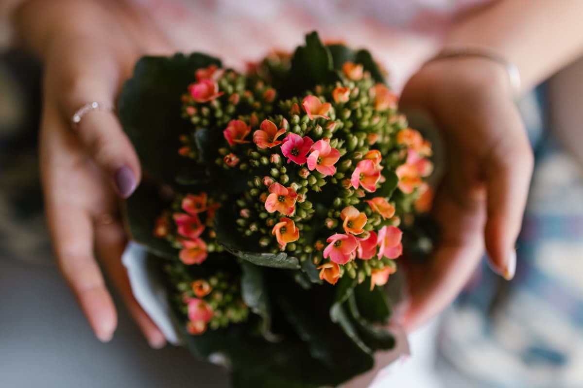 Skip The Mithai Box: 10 Plants That Make Thoughtful Diwali Gifts