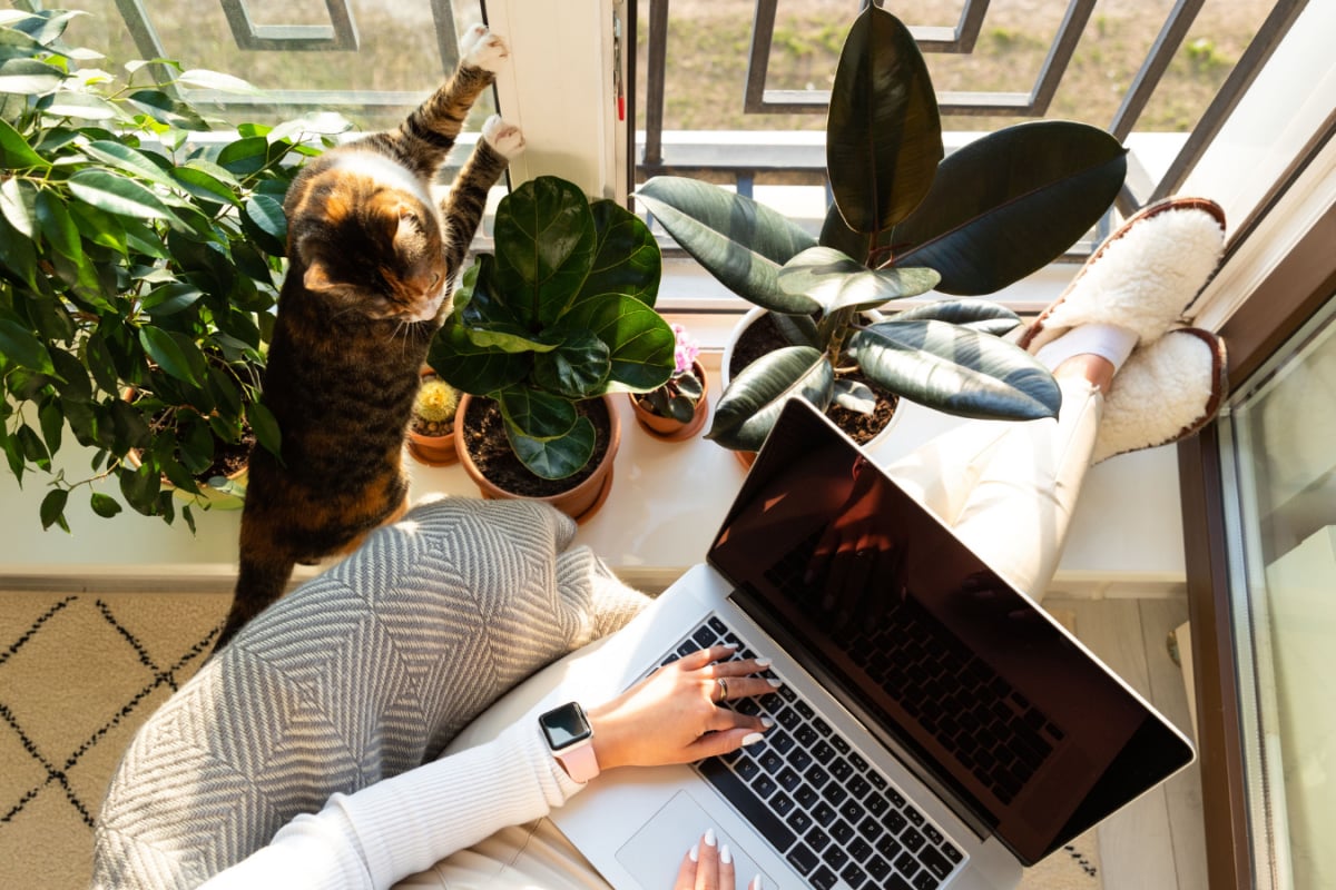 Houseplants That Can Help 'Cleanse' Your Home: 6 Greens To Bring Indoors