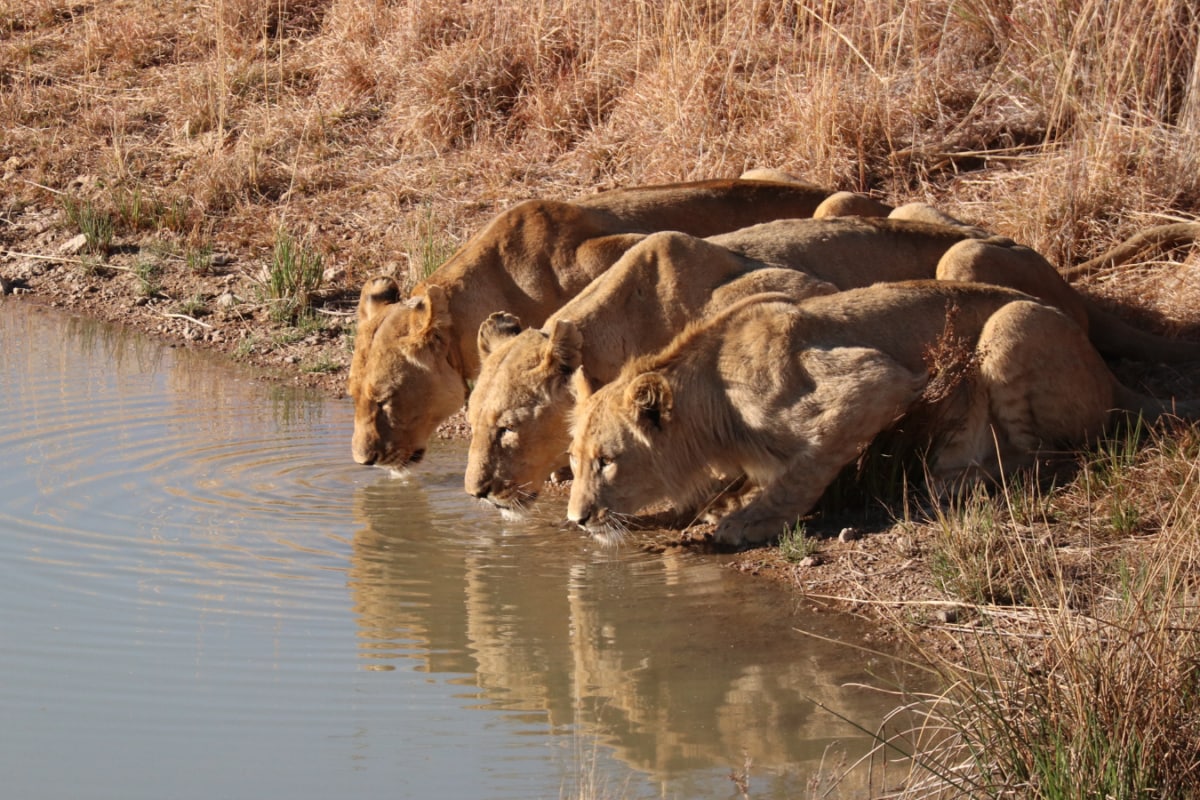 Not Just Gir, Gujarat’s Barda Sanctuary Is Now Home To 17 Asiatic Lions After 144 Years